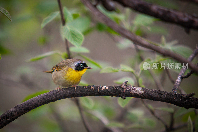 普通雄性黄喉鸟，(geothlyypis trichas)， Mascarita Común，雄性蒙面莺。